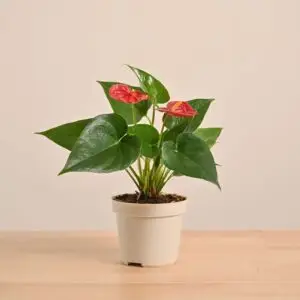 Anthurium Red Plant