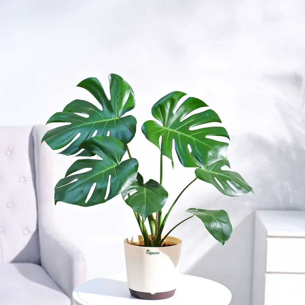 Monstera Deliciosa Plant - XL