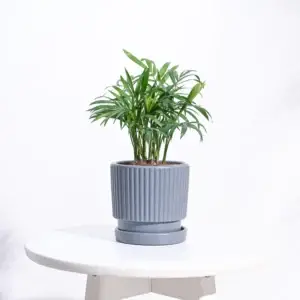 Roma Ceramic Pot