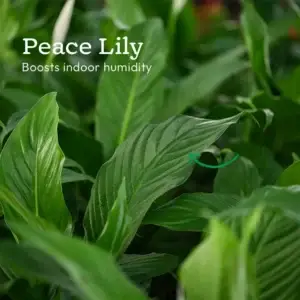 Peace Lily Plant