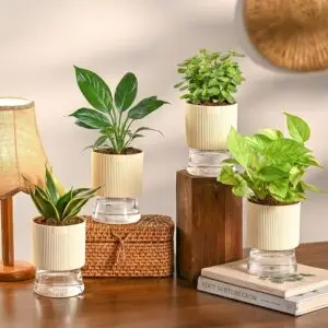 Jade Mini Plant