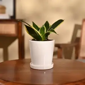 Snake Plant - Golden Hahnii