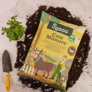 Cow Manure
