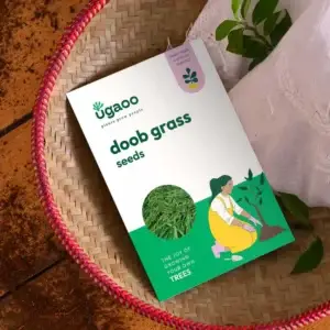 Doob Grass Seeds (Carpet Lawn)