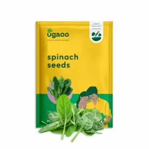 Spinach Seeds (Palak)