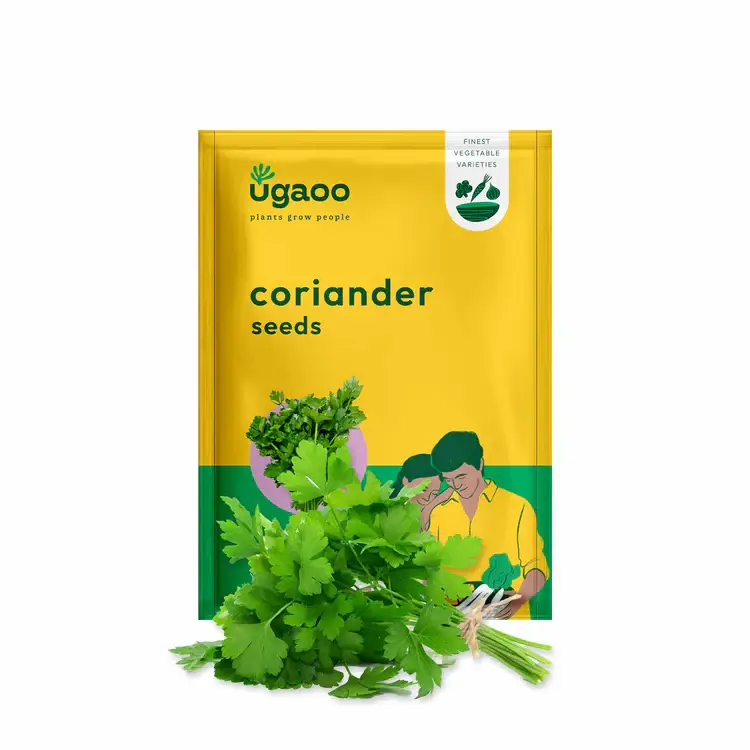 Coriander Seeds